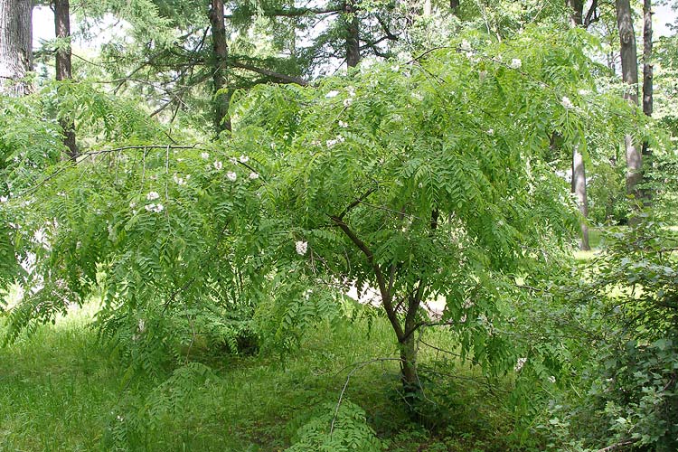 акакця белая в алматы саженцы питомник plants